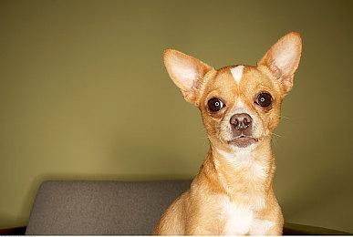 《完蛋！我被美女包围了！》移动版上线 主机版8月8日发售